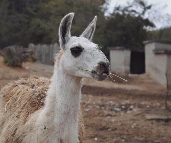 אתר נופש Polonezköy Country Club & Accommodation In The Wildlife Park!