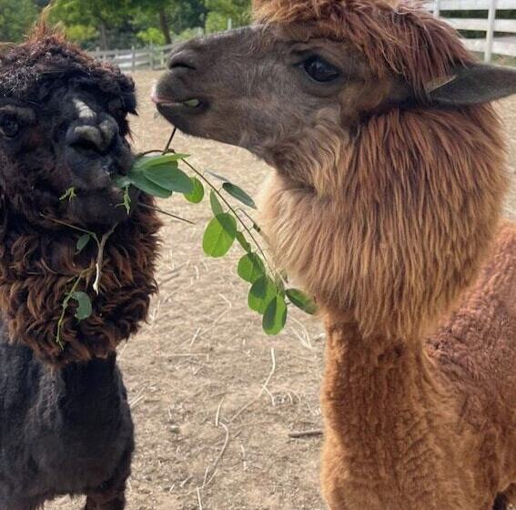 אתר נופש Polonezköy Country Club & Accommodation In The Wildlife Park!