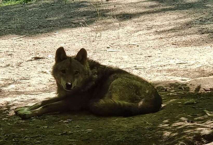 אתר נופש Polonezköy Country Club & Accommodation In The Wildlife Park!