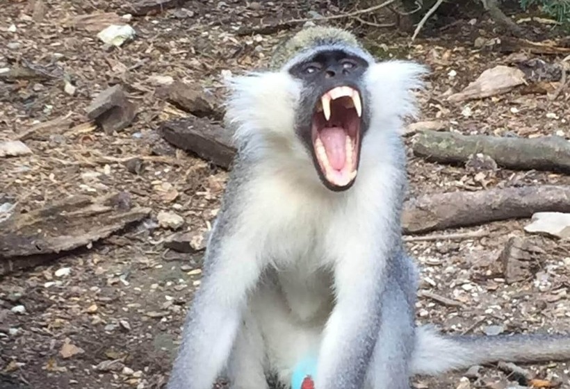 אתר נופש Polonezköy Country Club & Accommodation In The Wildlife Park!