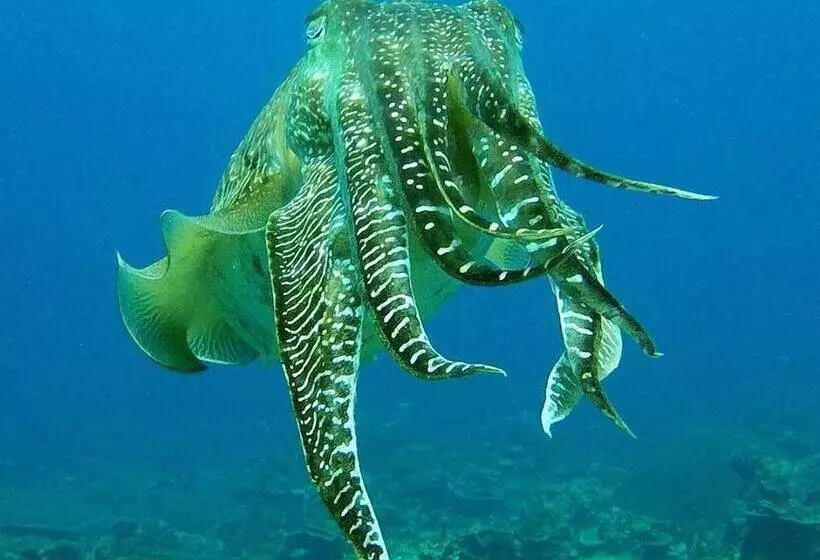 Hotelli Go Deeper Tioman