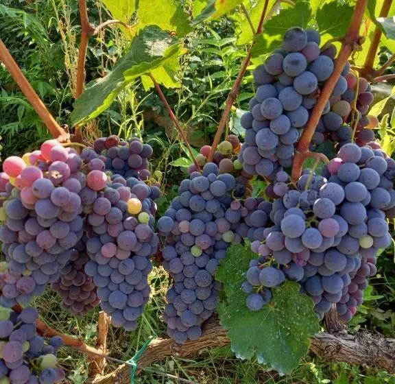 پانسیون Guest House Janja Ostojic