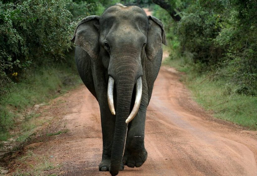 Отель Wild Eco Safari