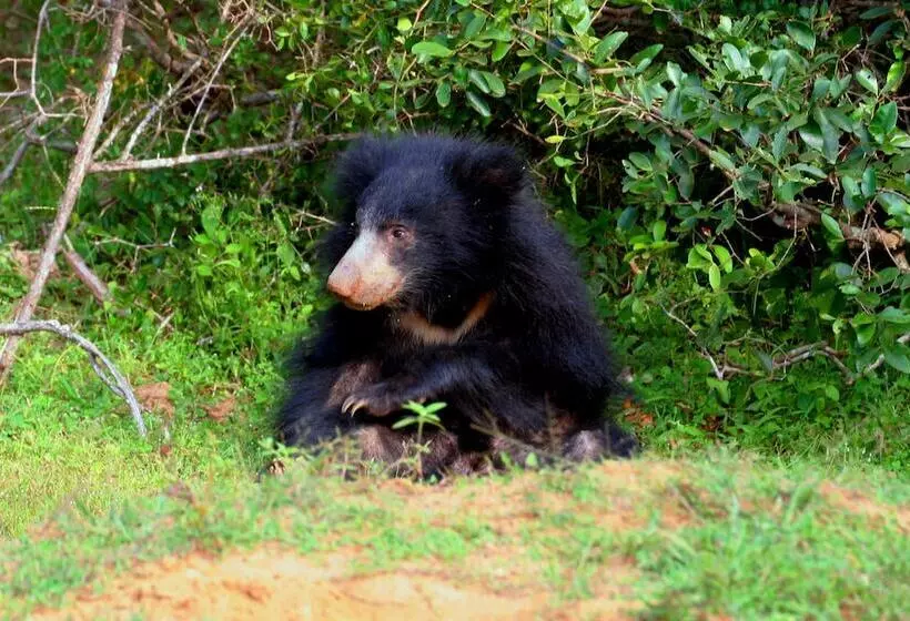 Hotelli Wild Eco Safari