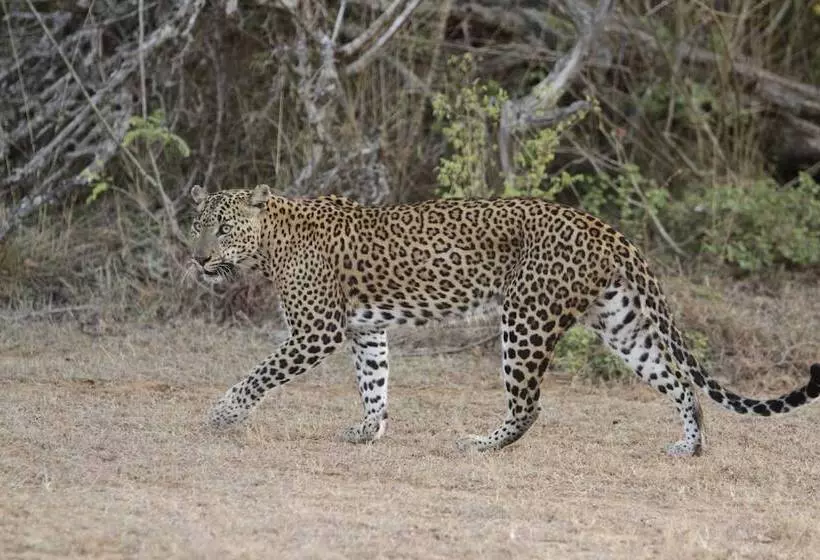 Hotelli Wild Eco Safari