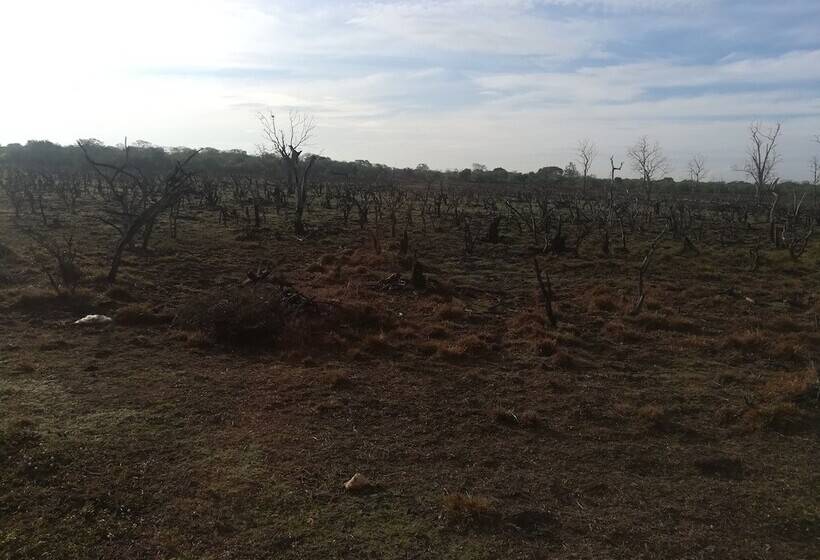 Отель Wild Eco Safari