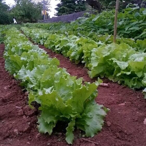 Maaseutuhotelli Camping Agrituristico Carso