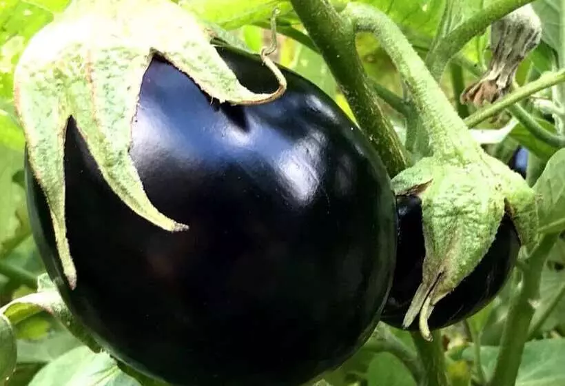 Maaseutuhotelli Camping Agrituristico Carso