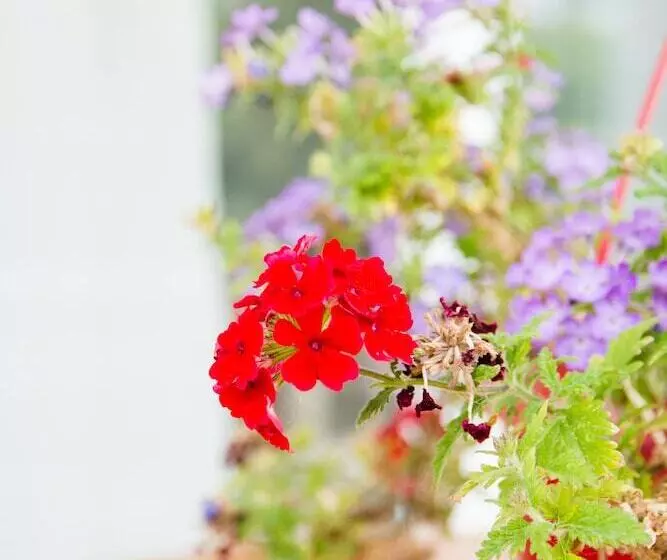 Roof Garden Seaside Lux Home
