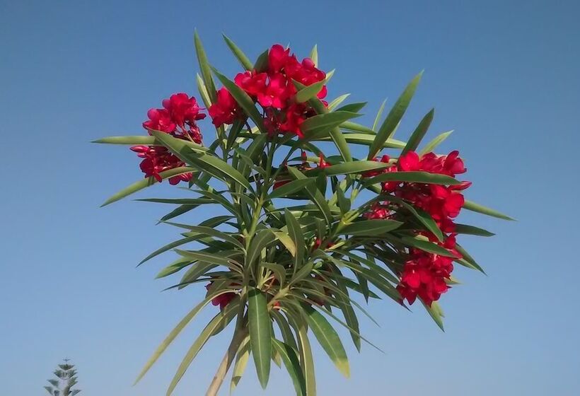 Roof Garden Seaside Lux Home