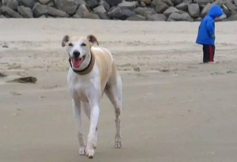 Мотель The Whaler Newport