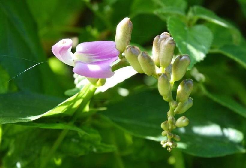 فندق Eden Rock Zanzibar