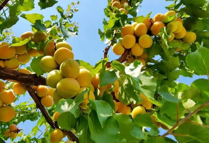 Hotelli The Orchard At Oliver