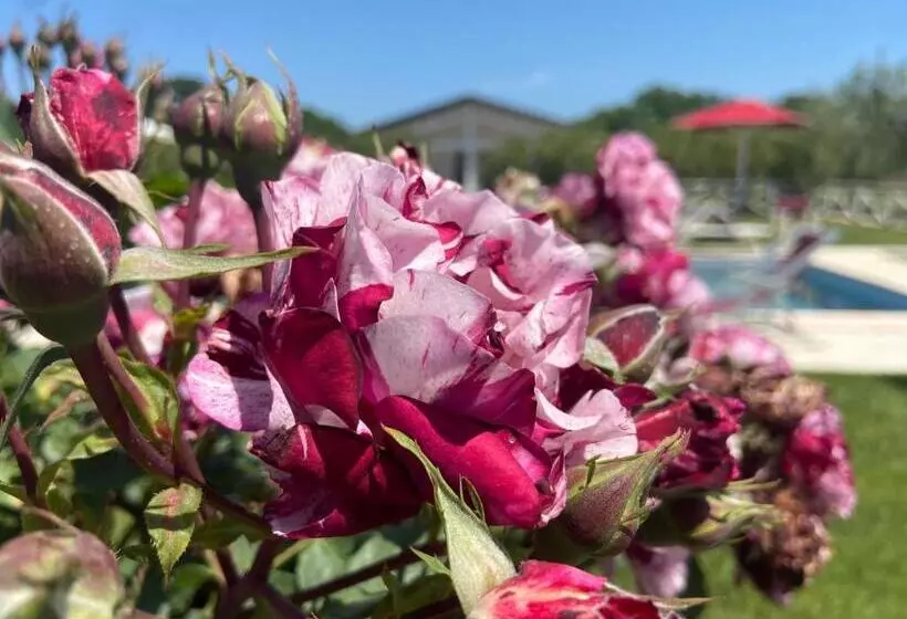 ホテル Agriturismo Re Di Fiori