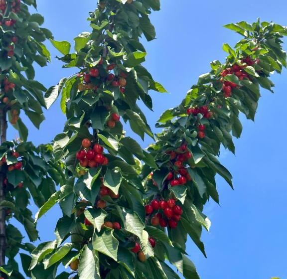 호텔 Agriturismo Re Di Fiori