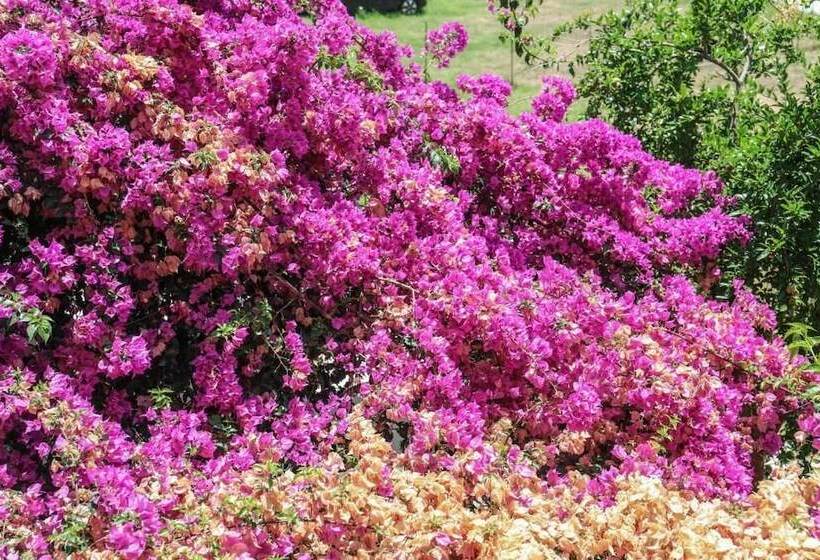 پانسیون Vaya Zorba Studios