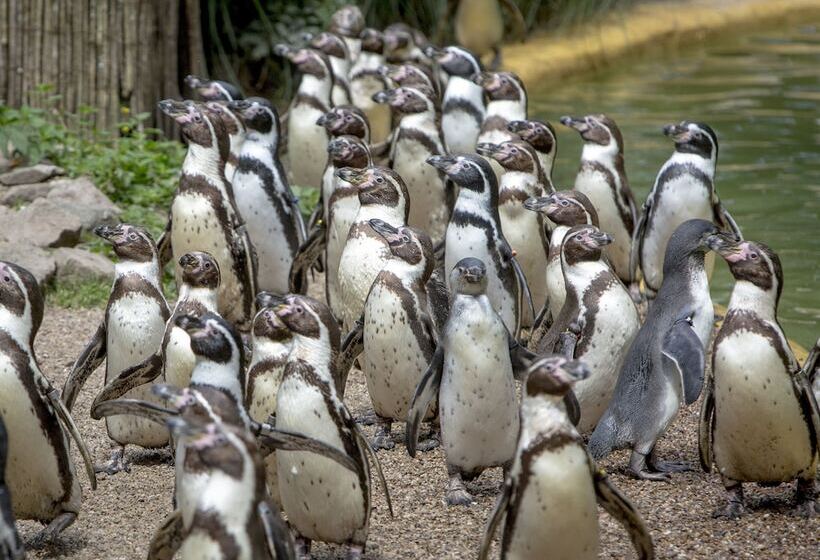 Hotel Holiday Inn Express Birmingham Oldbury, An Ihg