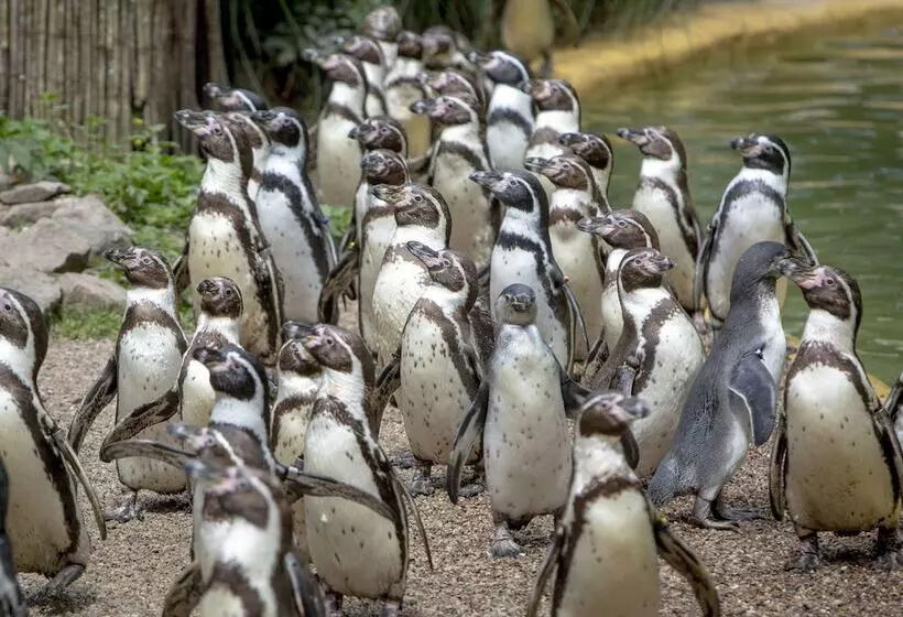 酒店 Holiday Inn Express Birmingham Oldbury, An Ihg