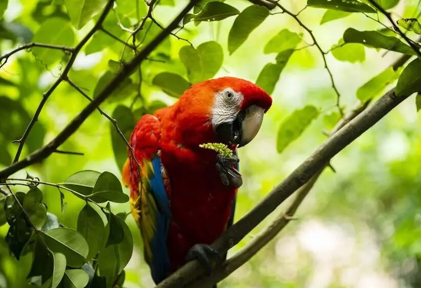 ホテル Senda Cabaña Barlovento