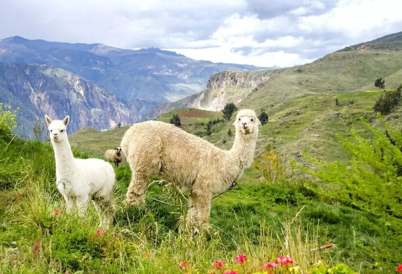 Hotelli La Granja Del Colca