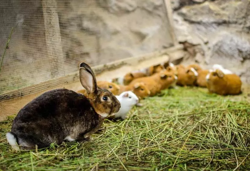 Hotelli La Granja Del Colca