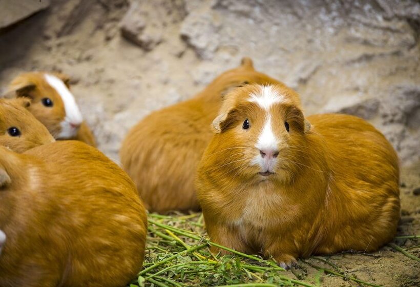 ホテル La Granja Del Colca