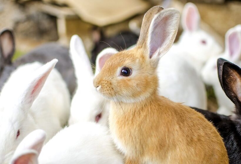 ホテル La Granja Del Colca