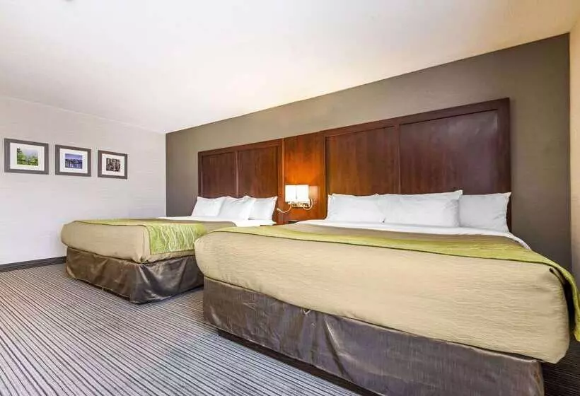 酒店 Comfort Inn & Suites