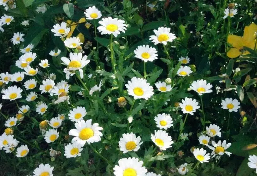 호텔 Du Moulin Aux Draps