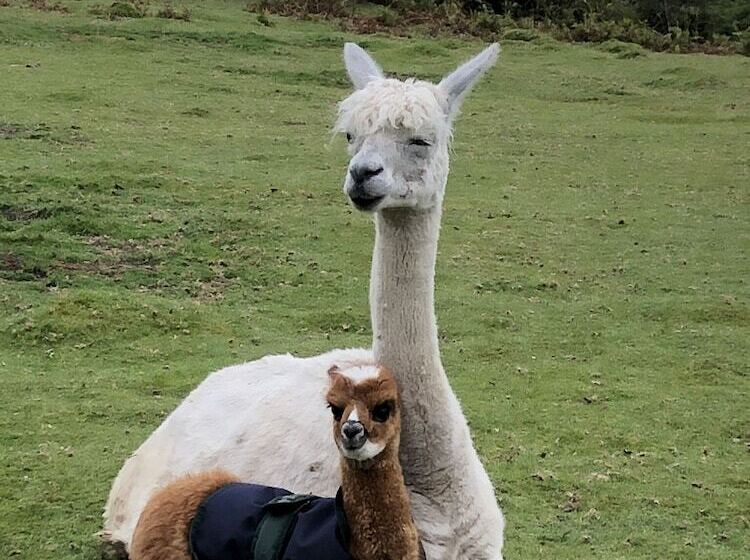 Impeccable 2 Bed Cottage Near Betws Y Coed