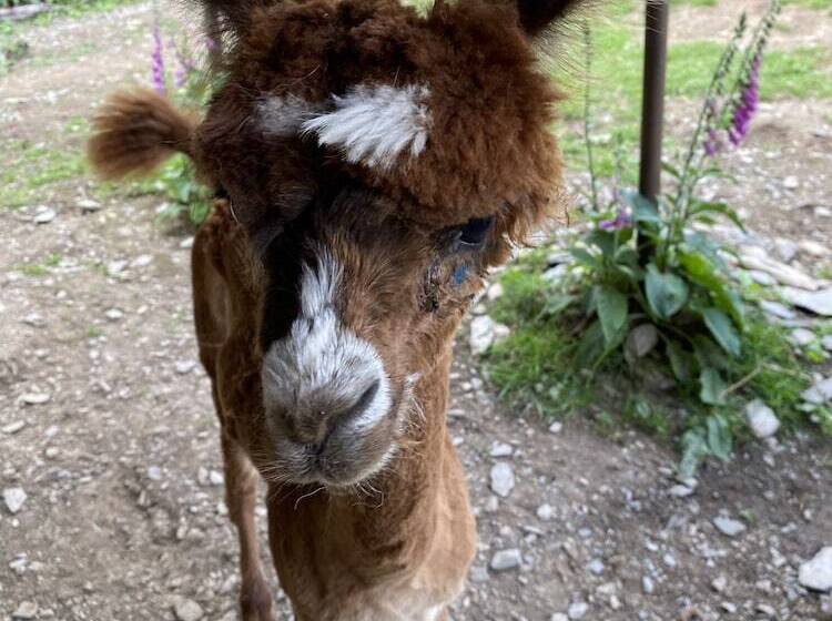 Impeccable 2 Bed Cottage Near Betws Y Coed