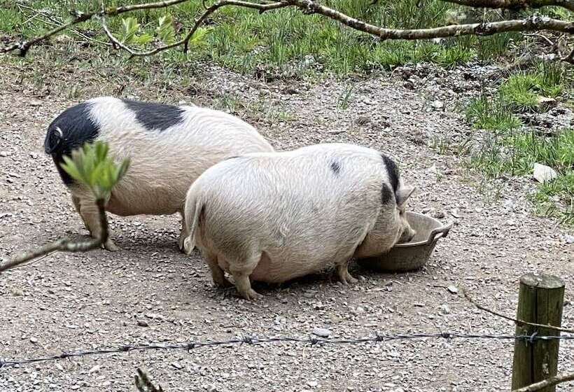 Impeccable 2 Bed Cottage Near Betws Y Coed