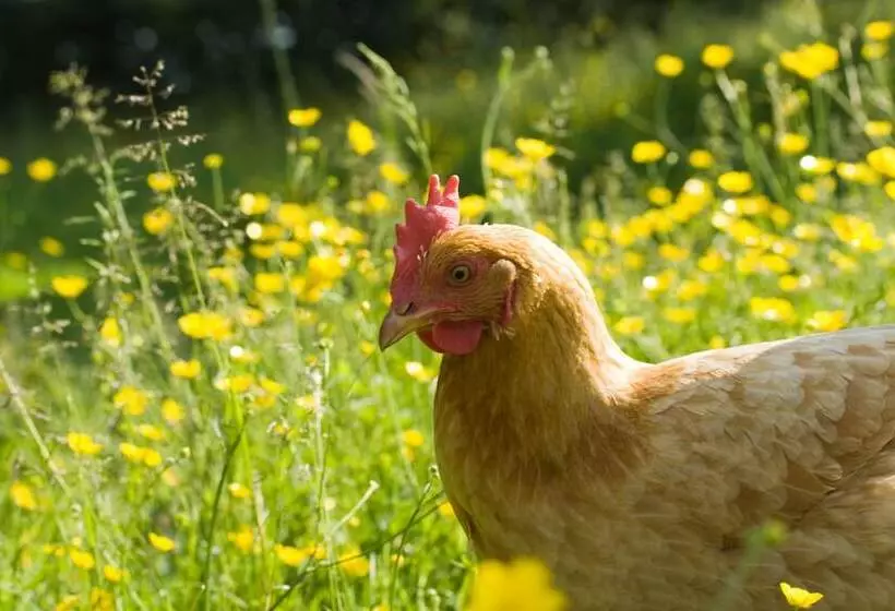 ホテル Midland Farm