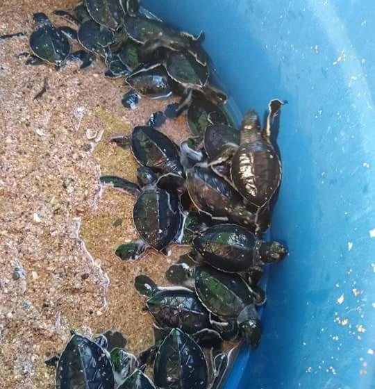 הוסטל Casa Garrobo