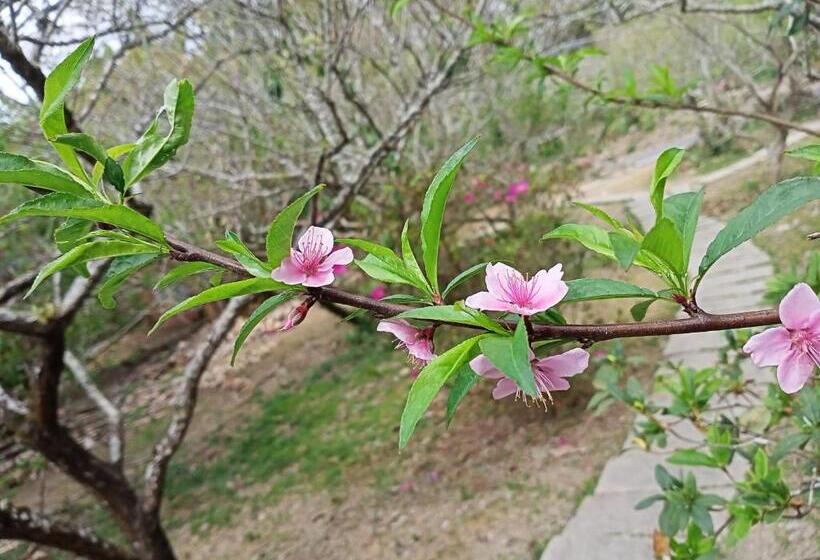 The Ley Hotel 寶麗頌旅館