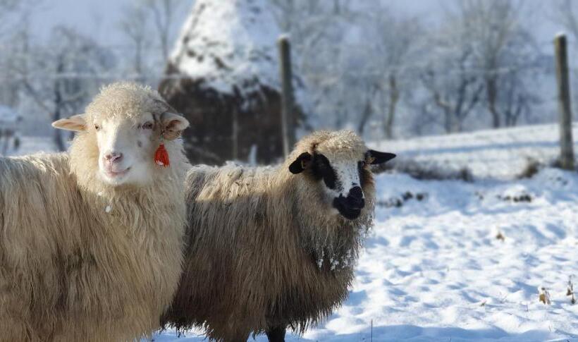 호텔 Pensiunea Maramu