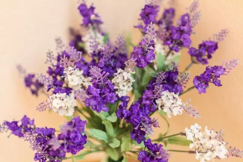 پانسیون La Torre