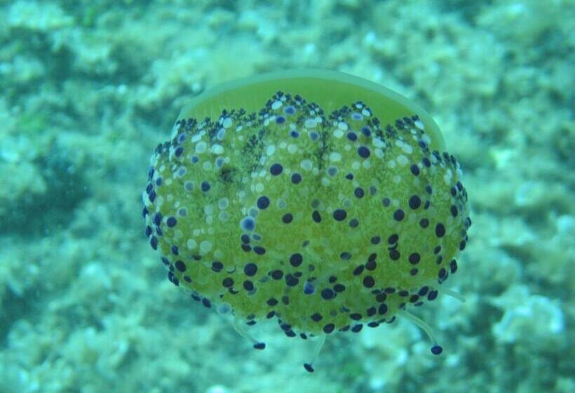 Priscapac Resort & Apartments