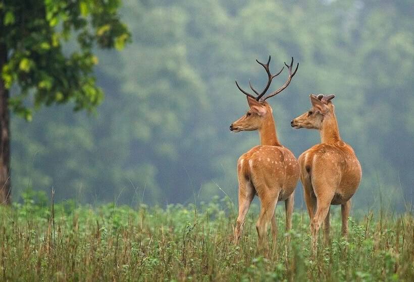호텔 The Bagh   A Forest Retreat Kanha