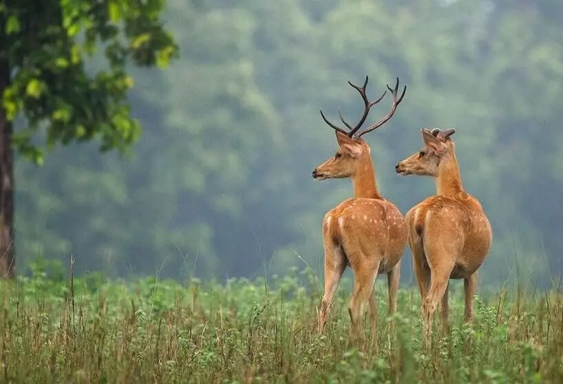 ホテル The Bagh   A Forest Retreat Kanha