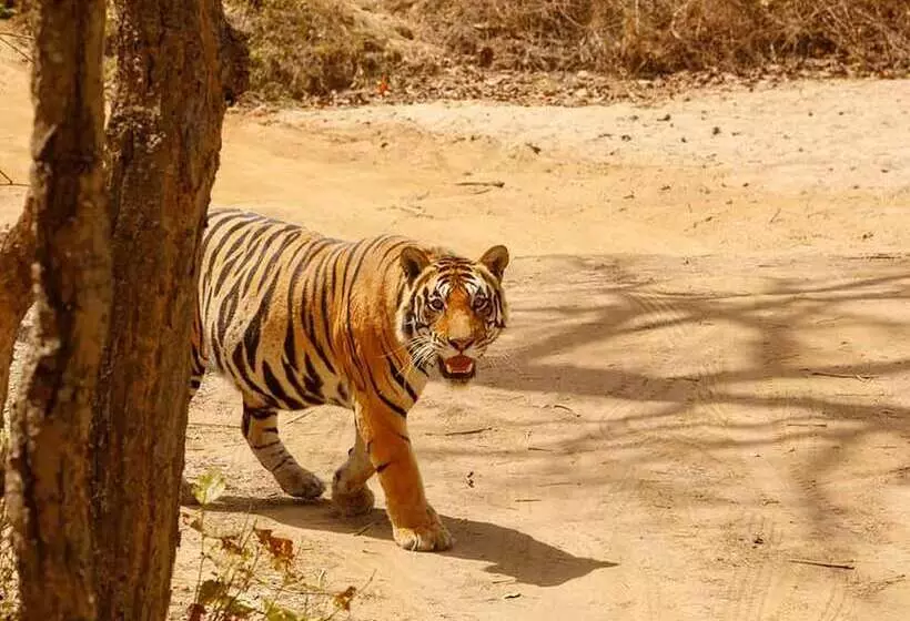 ホテル The Bagh   A Forest Retreat Kanha