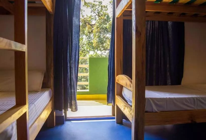 Green Nest Hostel, Baga   Arpora