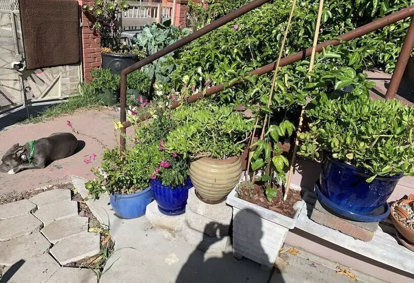 تختخواب و صبحانه Dream Catcher