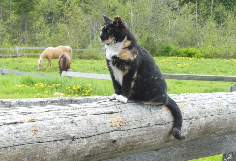 Hotel Fort Wells Gray Rustic Cabins Hostel