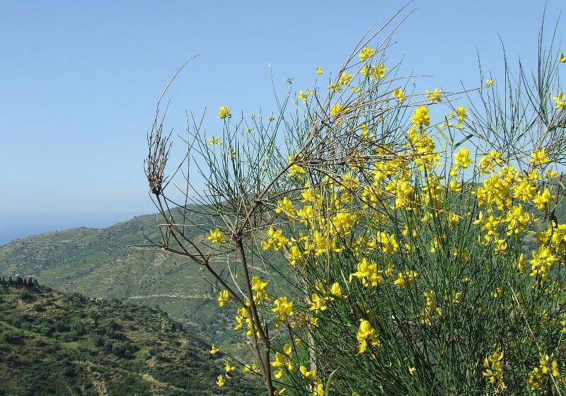 هتل روستایی L'uliveto
