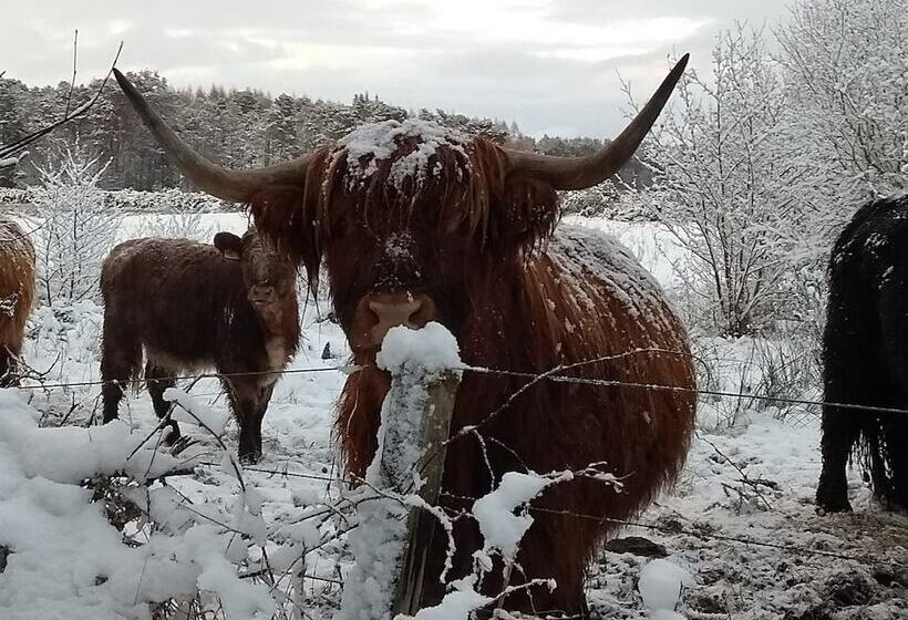 בית מלון כפרי Black Isle Lodge