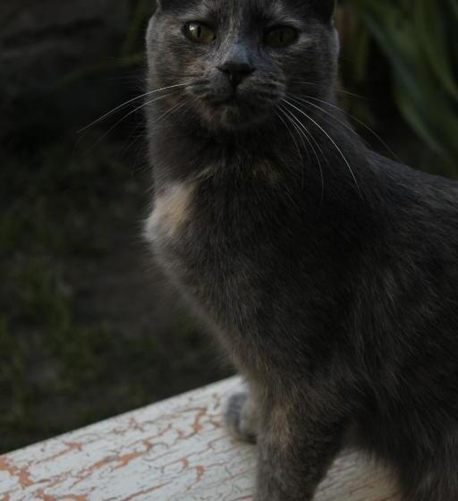 Vagamundo Hostel Carhue