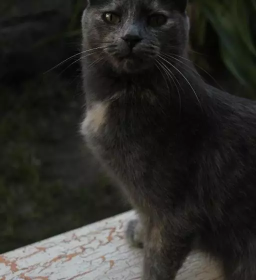 Vagamundo Hostel Carhue