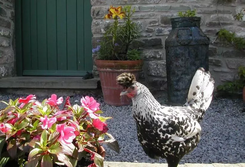 Alltybrain Farm Cottages And B&b