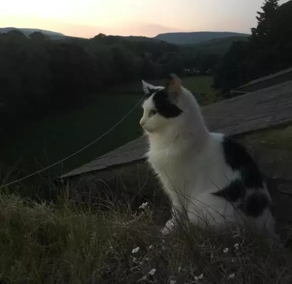 Aamiaismajoitus (B&B) Inglenook Guest House